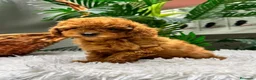 Caniche Toy perros en venta: CANICHE TOY - Anuncio 7