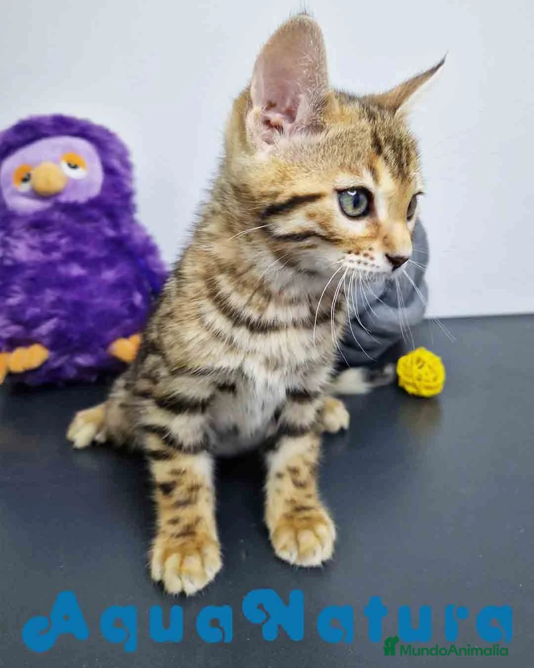 Bengalí gatos en venta: Bengali Hembra 1822 - AQUANATURA en Barcelona - Anuncio 6