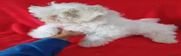 Bichón Maltés perros en venta: Bichon Maltés Americano  - Anuncio 3