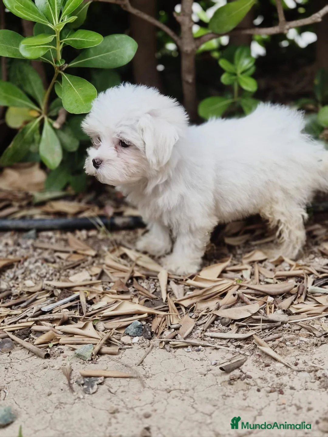 Bichón Maltés perros en venta: Bichón maltés  - Anuncio 2
