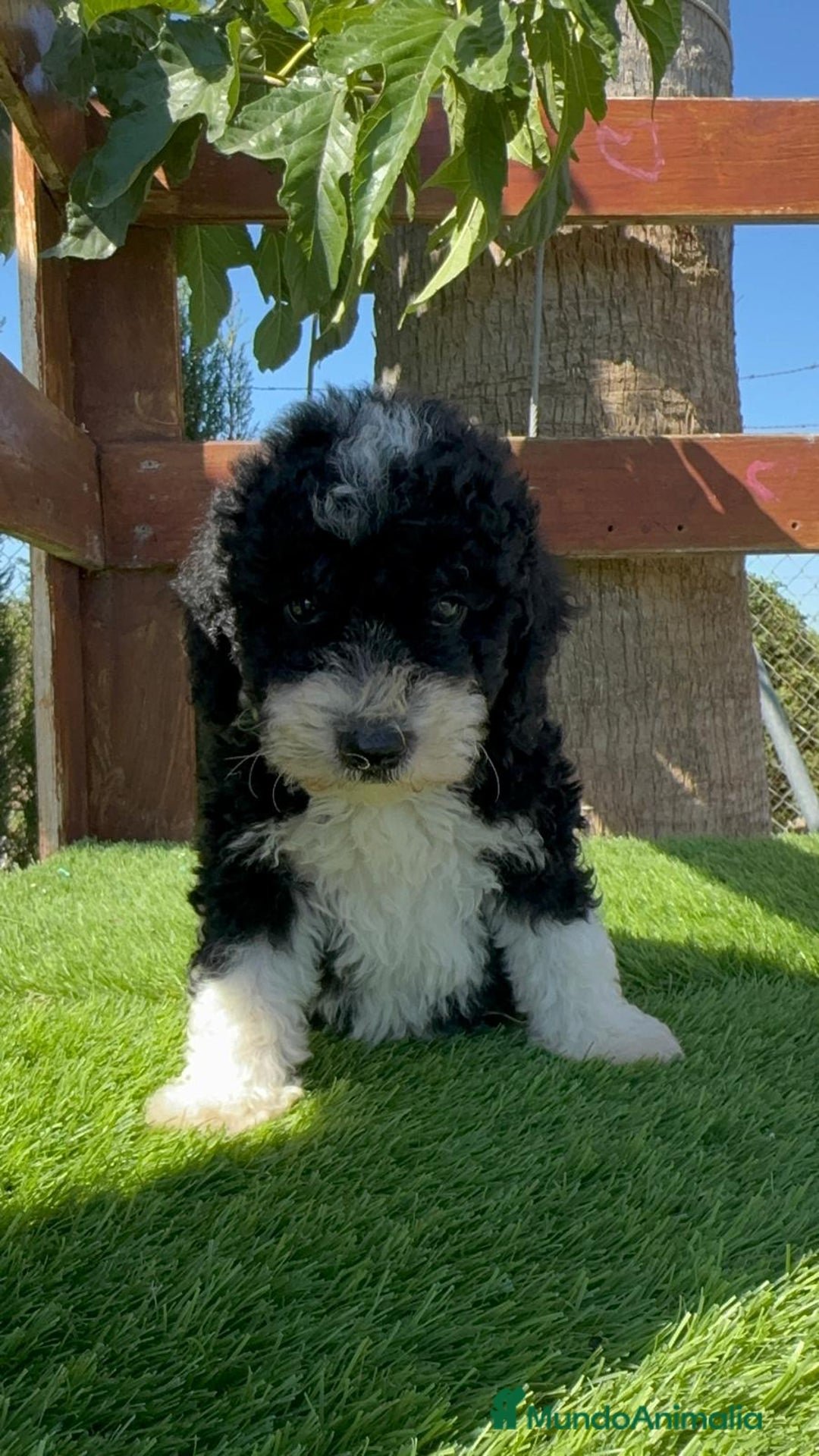 Perro de Agua Español perros en venta: PERRO DE AGUA MACHO - Imagen 10