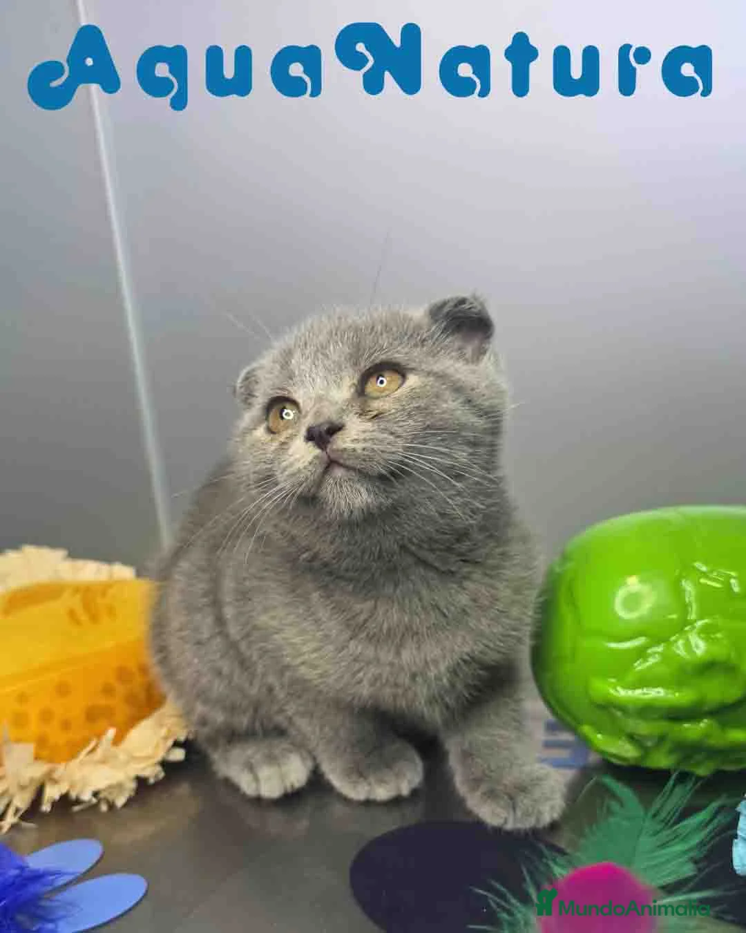 Scottish Fold gatos en venta: Scottish Fold Hembra 6349 AQUANATURA - Anuncio 6