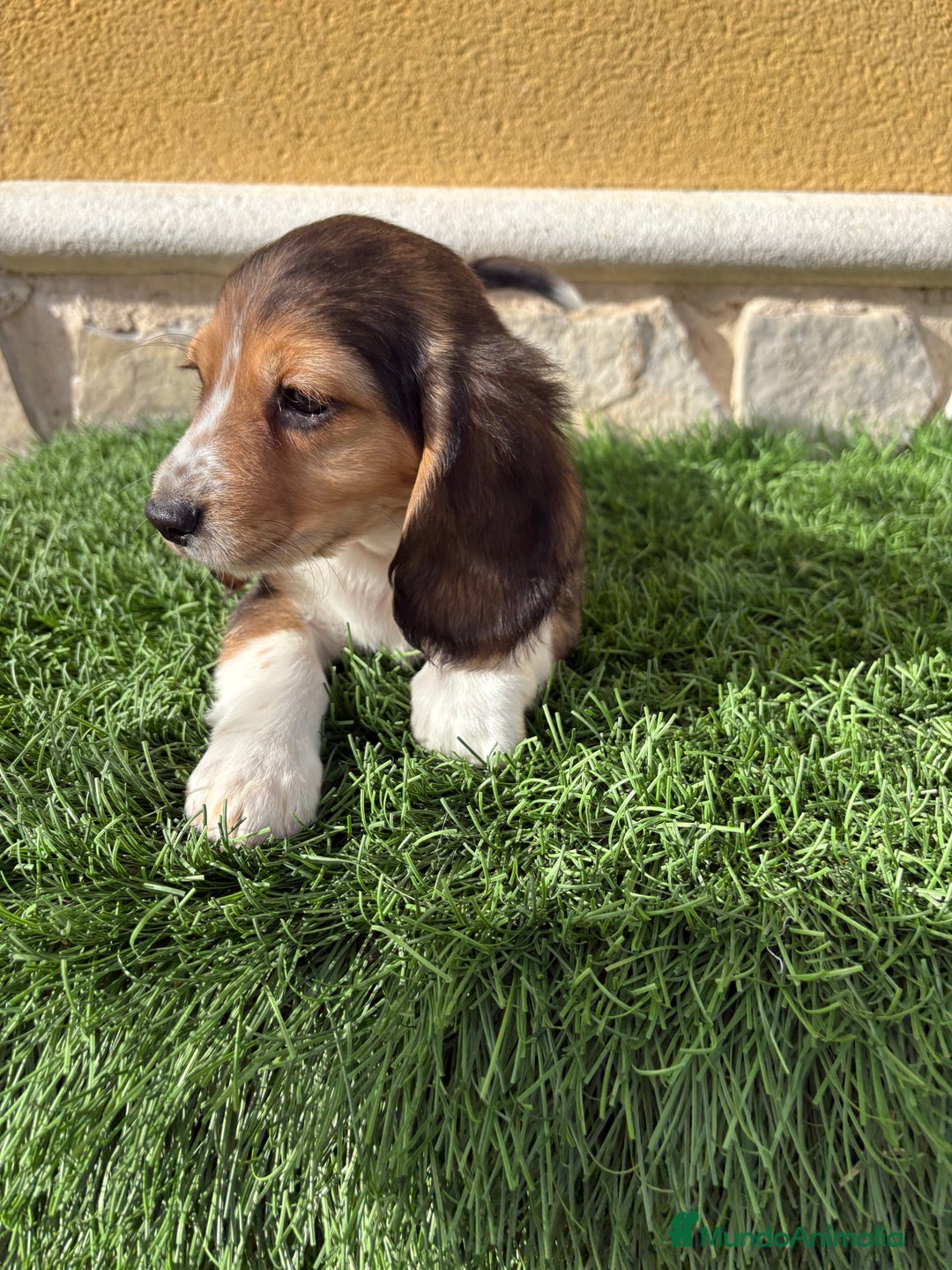 Beagle perros en venta: Cachorro macho de Beagle  - Anuncio 10