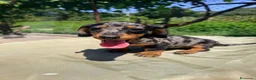 Teckel Miniatura perros en venta: TECKEL ARLEQUÍN PLATA  - Anuncio 2