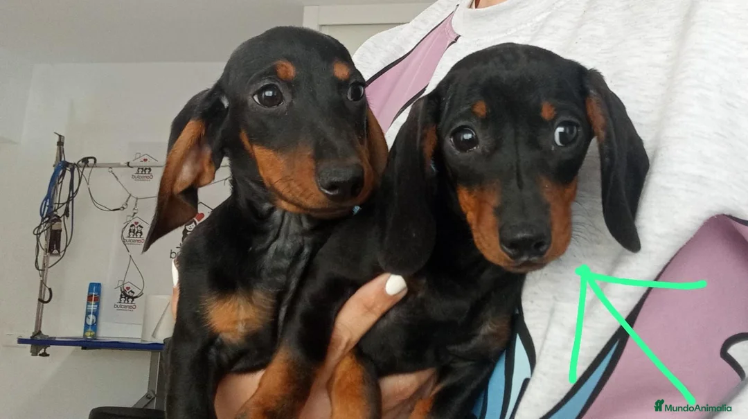 Teckel perros en venta: Teckel  - Anuncio 1