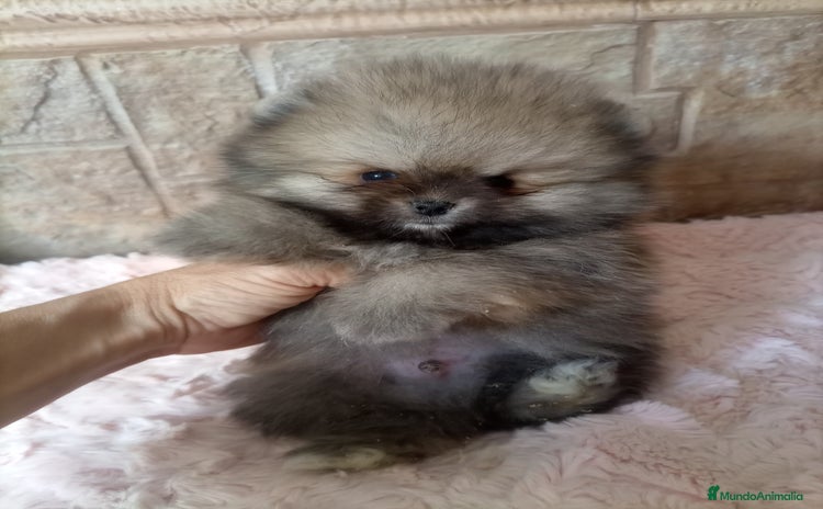 Pomerania perros - Anuncio 1