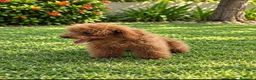 Caniche Toy perros en venta: Caniche Toy - Anuncio 3