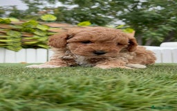Caniche Toy perros en venta: CANICHE TOY MACHO - Imagen 3
