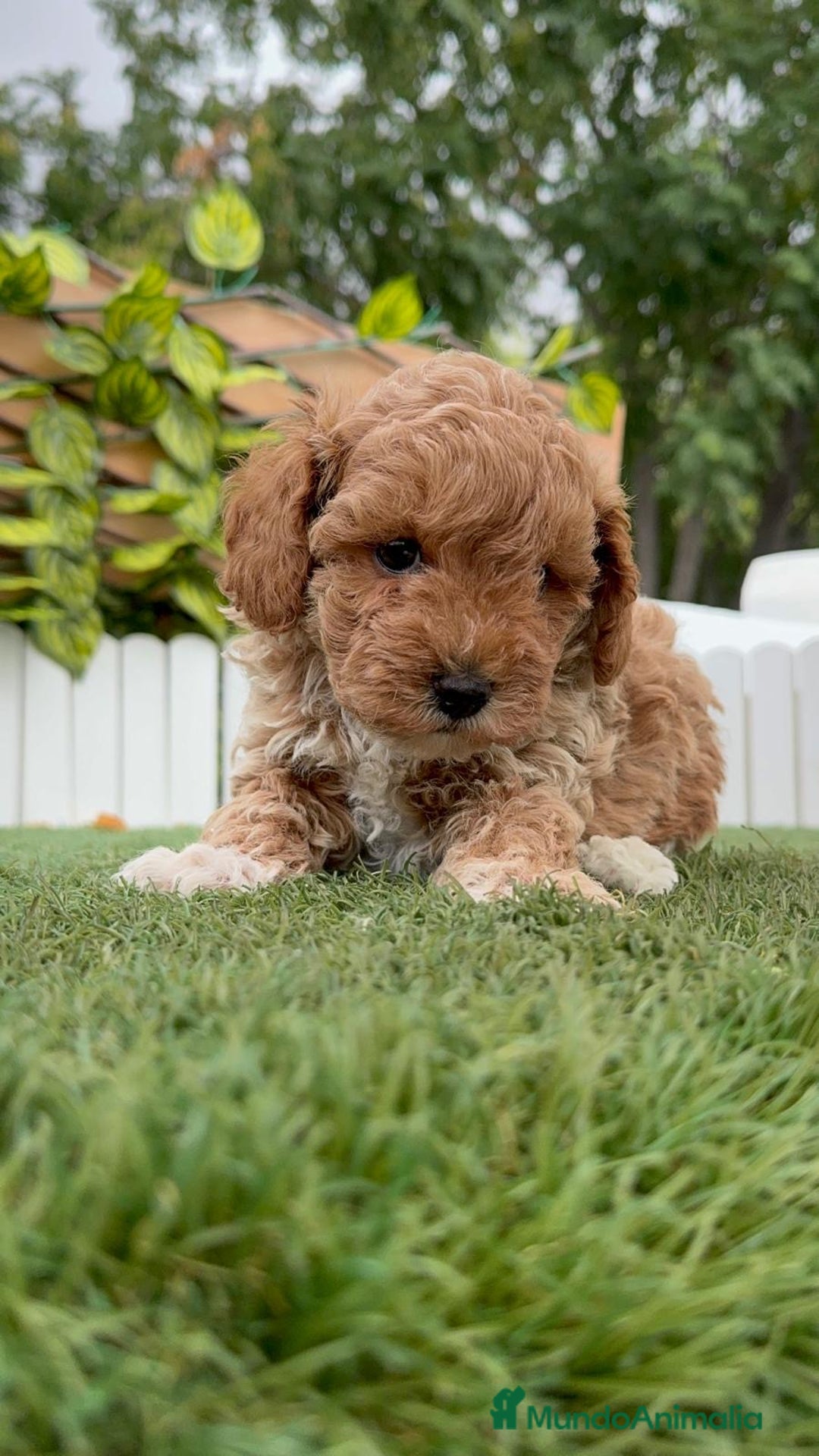 Caniche Toy perros en venta: CANICHE TOY MACHO - Imagen 3