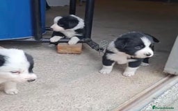 Border Collie perros en venta: Border collie  - Imagen 9