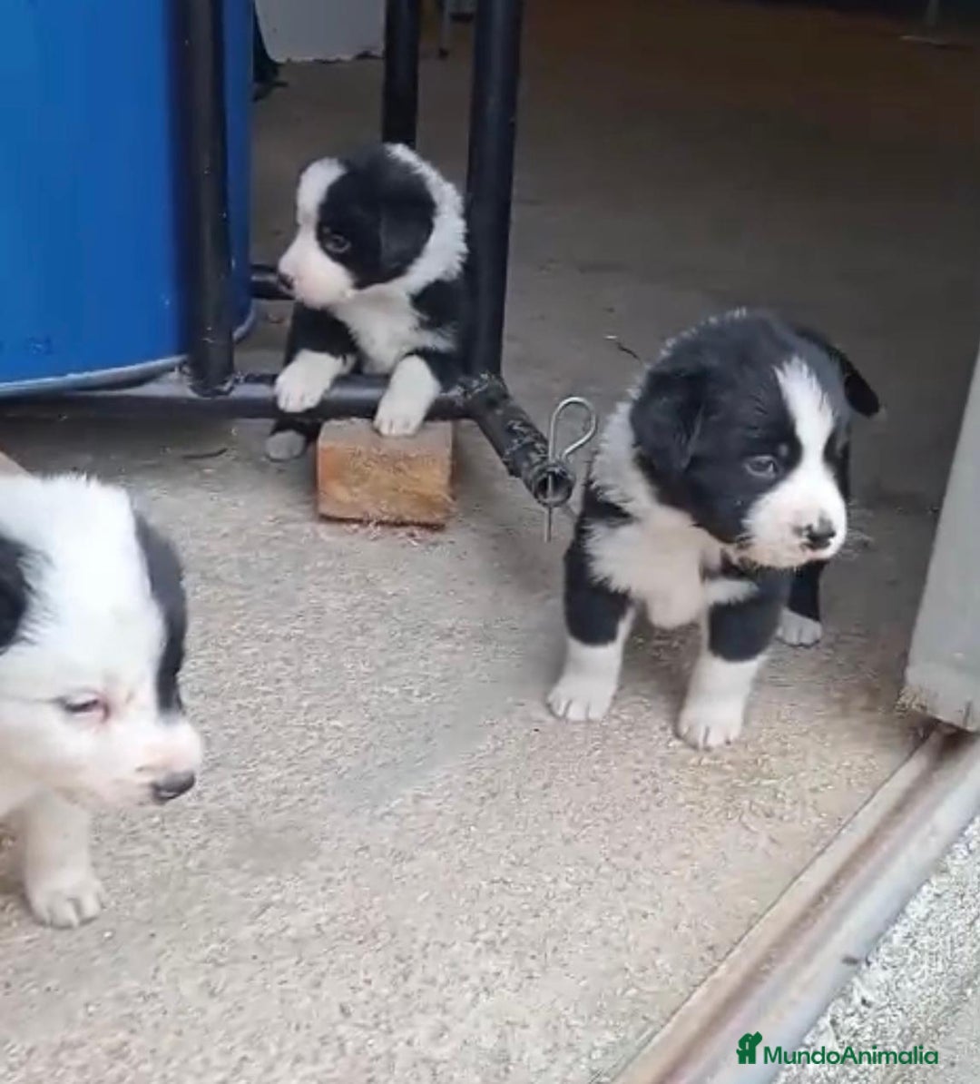 Border Collie perros en venta: Border collie  - Imagen 9