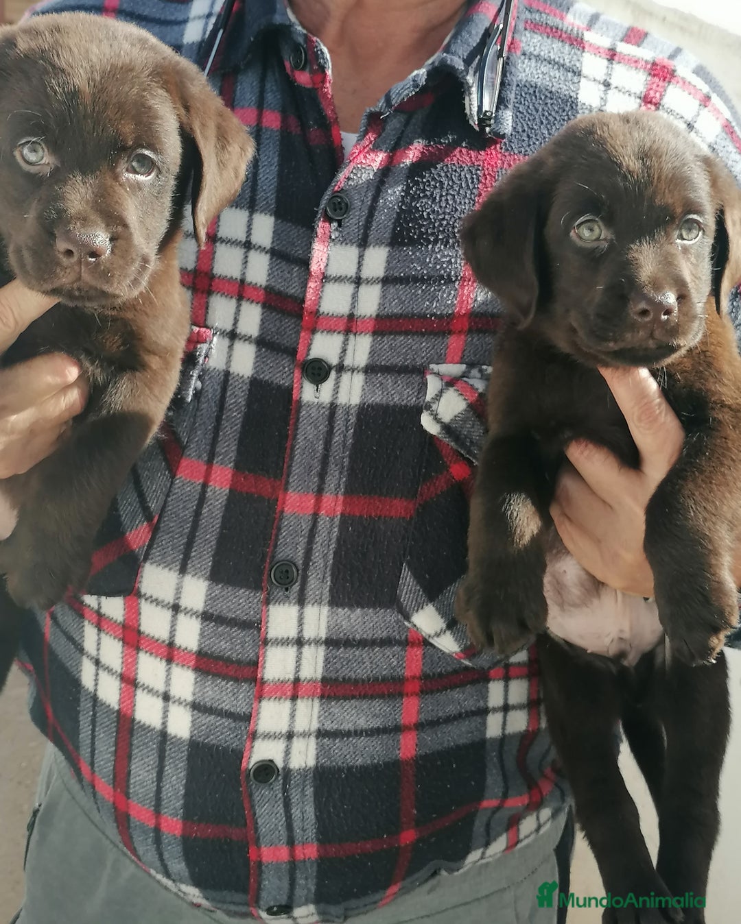 Labrador Retriever perros en venta: Cachorros labrador chocolate  - Anuncio 3