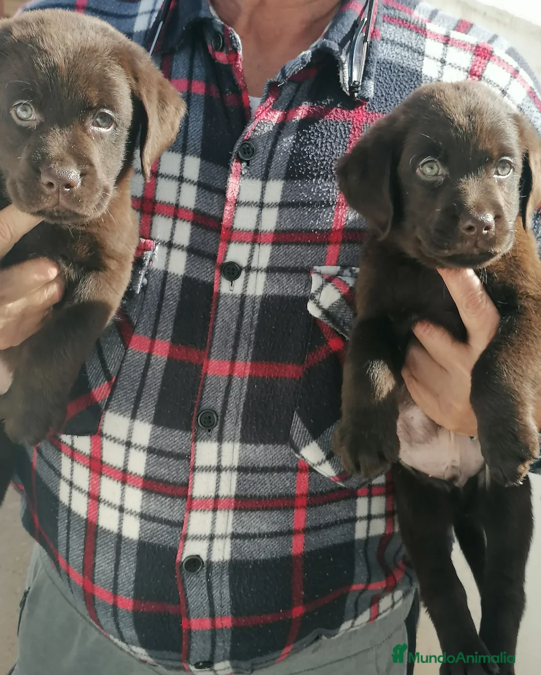 Labrador Retriever perros en venta: Cachorros labrador chocolate  - Anuncio 3