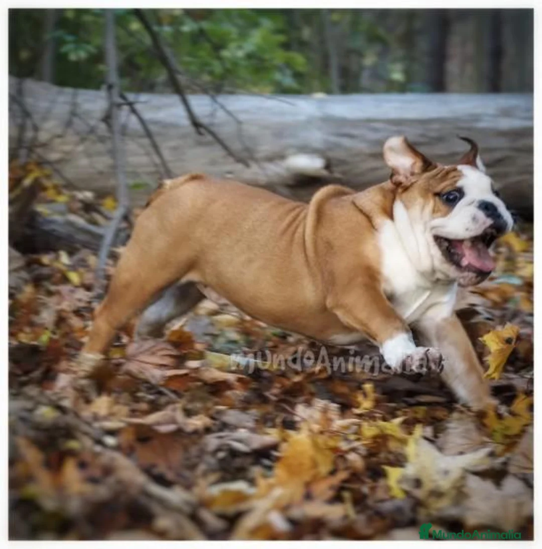 Imagen de galería {{count}}