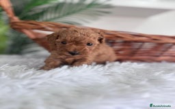 Caniche Toy perros en venta: CANICHE TOY MACHO - Imagen 6