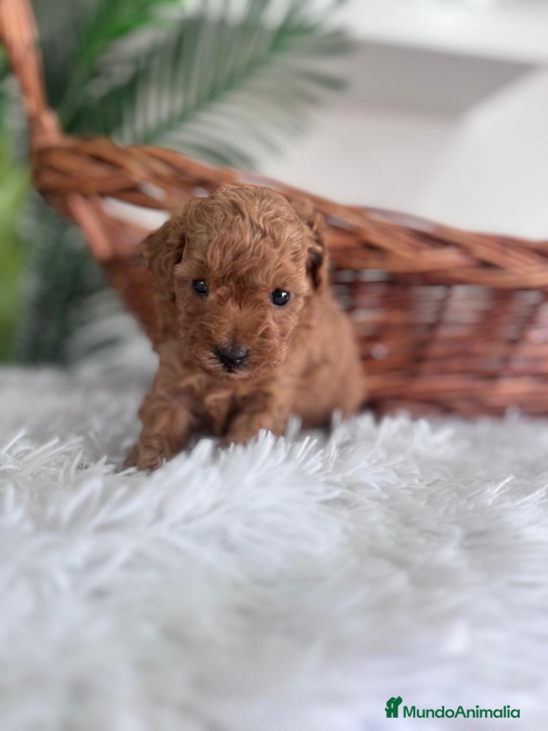 Caniche Toy perros en venta: CANICHE TOY MACHO - Imagen 6