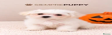Bichón Maltés 3