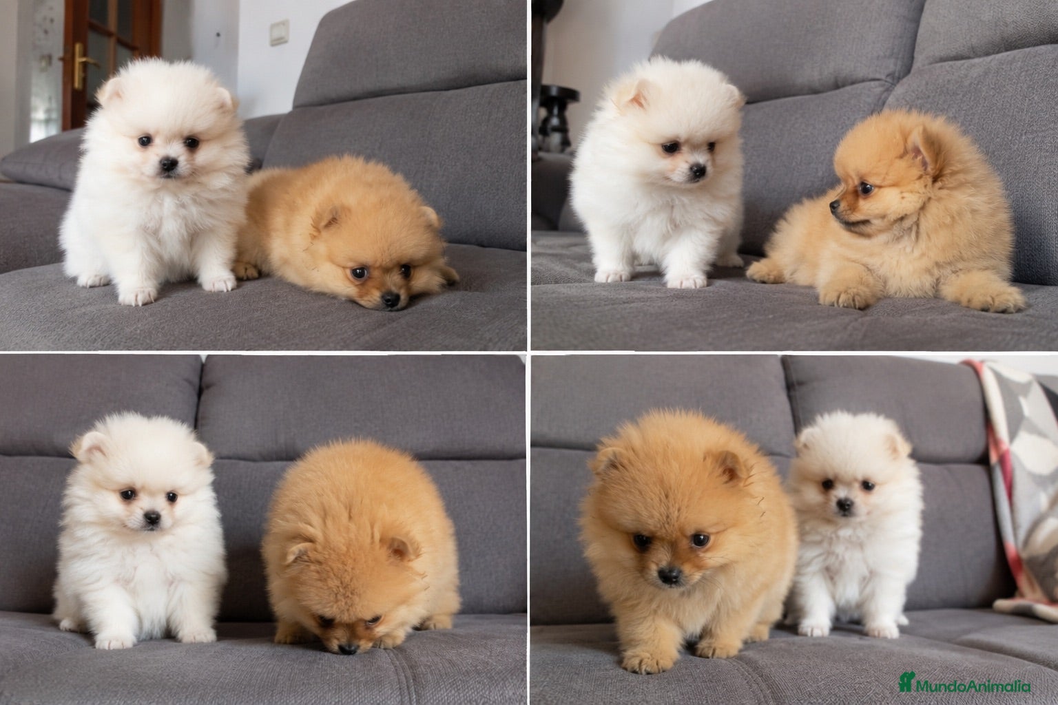 Pomerania perros POMERANIA CACHORROS - MALAGA  - Anuncio 4