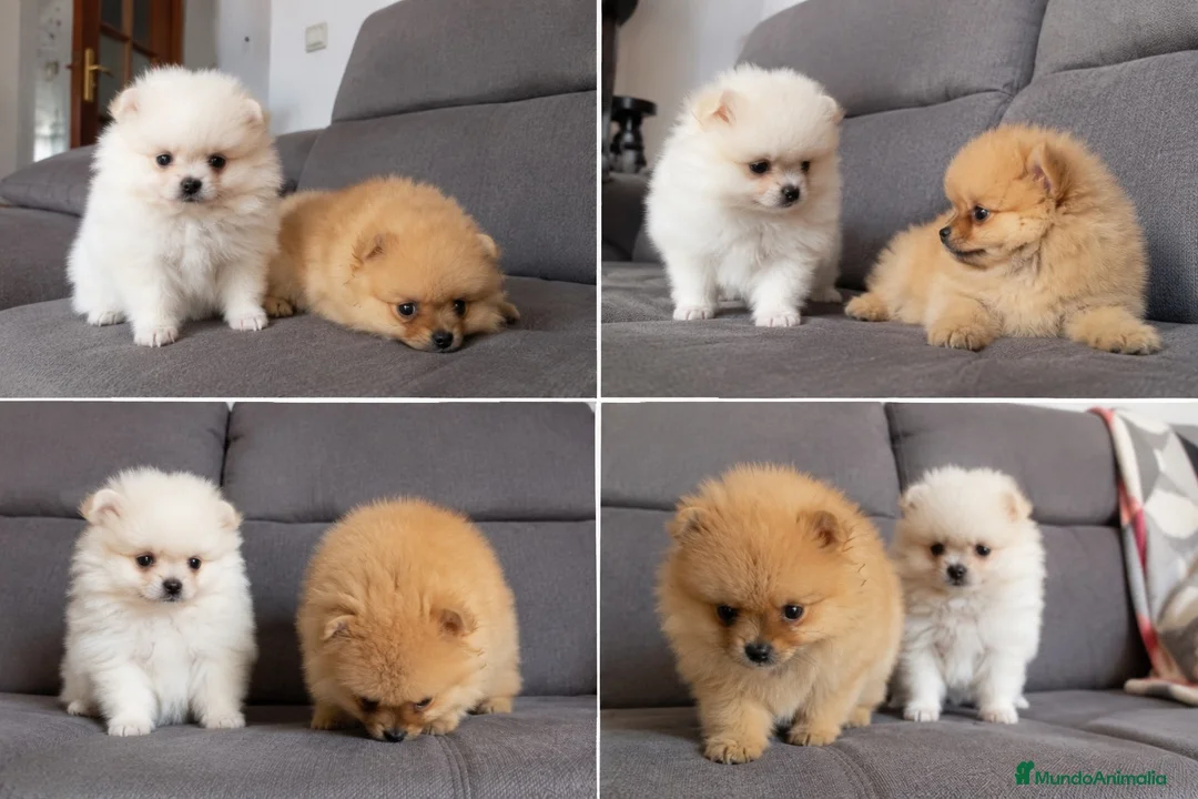 Pomerania perros en venta: POMERANIA CACHORROS - MALAGA  - Anuncio 1