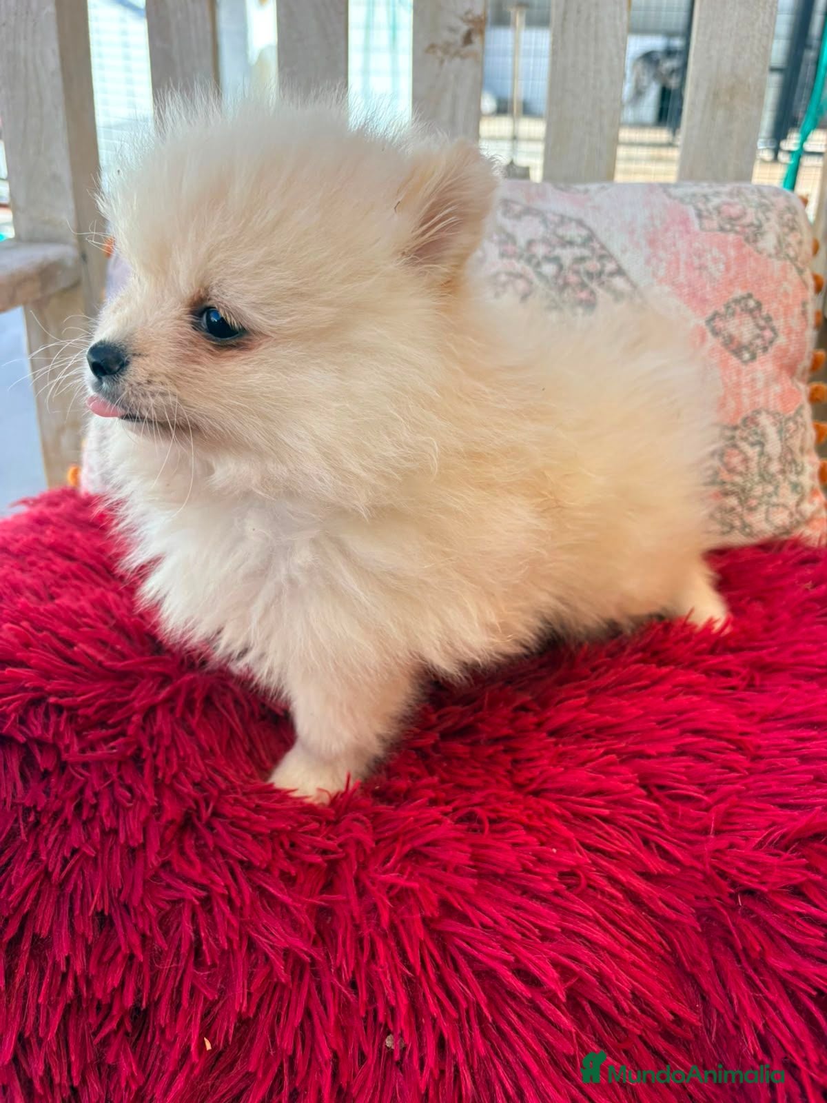 Pomerania perros Pomerania toy - Anuncio 3