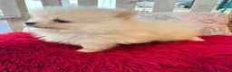 Pomerania perros en venta: Pomerania toy - Anuncio 1