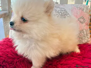 Pomerania perros Pomerania toy - Anuncio 3