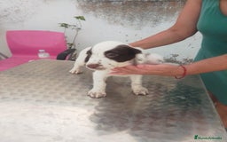 English Springer Spaniel perros en venta: Springer spaniel inglés - Imagen 2