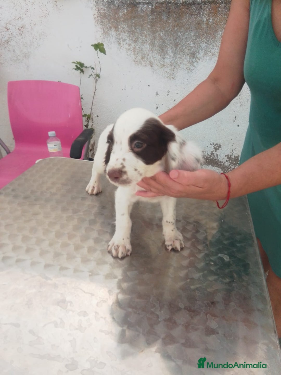 English Springer Spaniel perros en venta: Springer spaniel inglés - Imagen 2