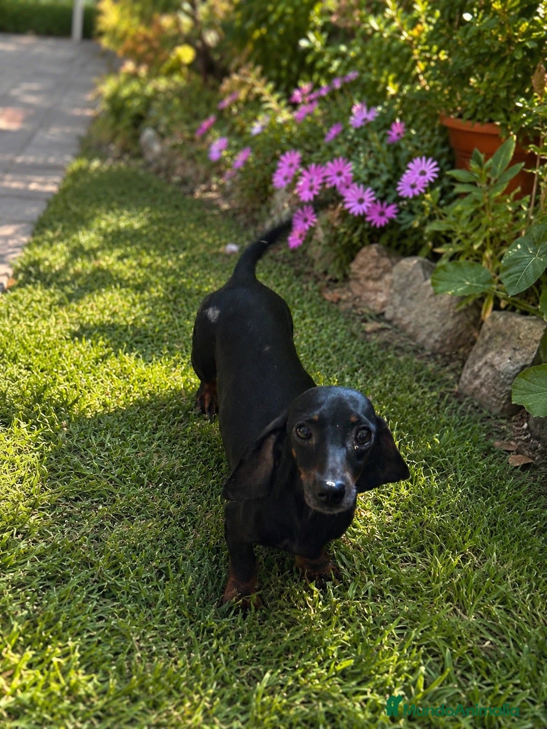Teckel Miniatura perros TEKEL MINI ADULTA HEMBRA 🐾 - Anuncio 1