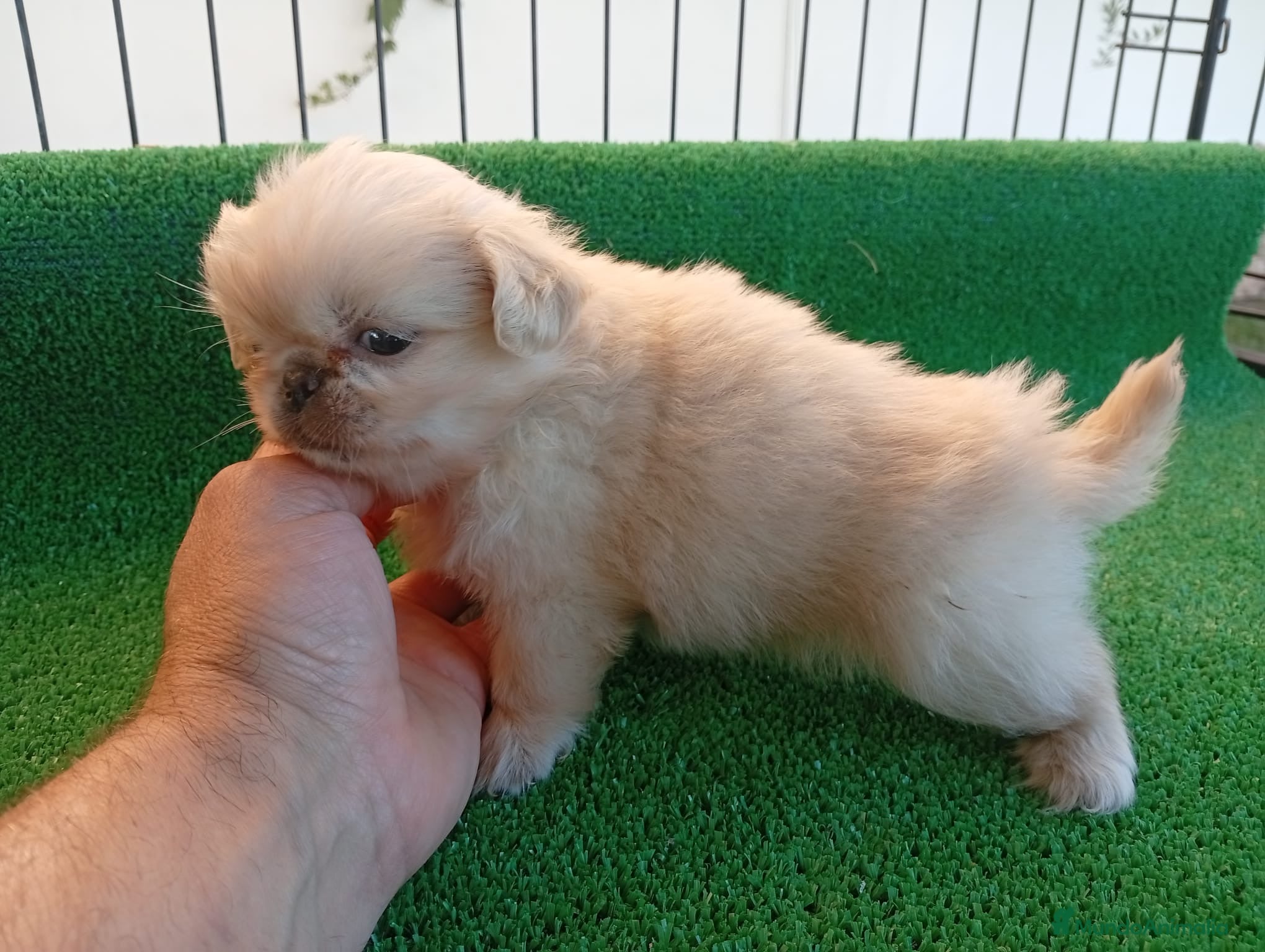 Pekinés perros Cachorros Pekines🐶🐾 - Anuncio 5