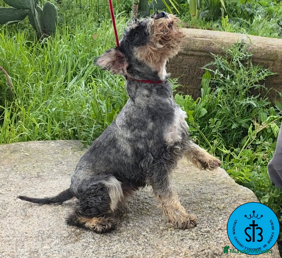 Schnauzer Miniatura perros en venta: SCHNAUZER MINIATURA PEDEGREE - Imagen 3