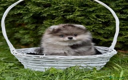 Pomerania perros en venta: Hembrita merle  - Imagen 1