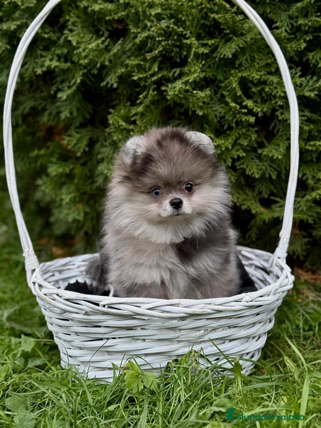 Pomerania perros en venta: Hembrita merle  - Imagen 1