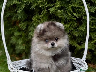 Pomerania perros - Anuncio 21