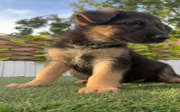 Pastor Alemán perros en venta: PASTOR ALEMAN HEMBRA - Imagen 13