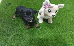 Otras razas perros en adopcion: Oportunidad  - Imagen 2
