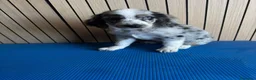 Cocker Spaniel Americano perros en venta: Cachorros cocker - Anuncio 5