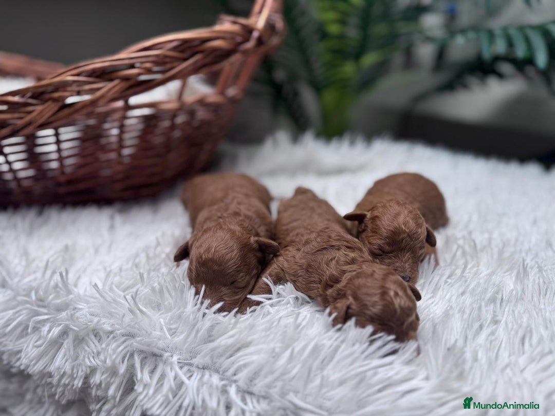 Caniche Toy perros en venta: CANICHE ROJO - Anuncio 8