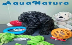 Caniche Enano perros en venta: Caniche Hembra CJMM 4801 AQUANATURA - Imagen 2