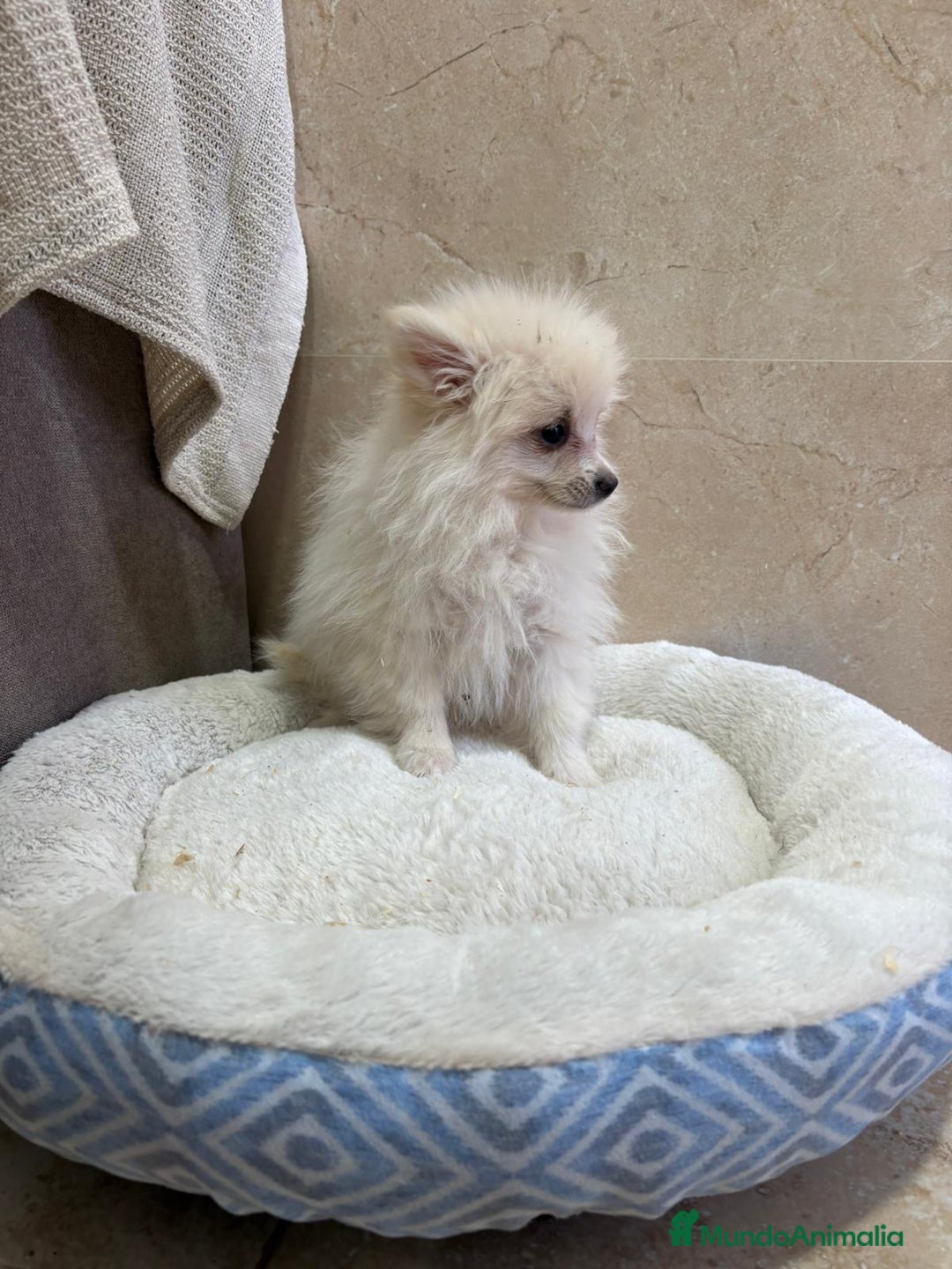 Pomerania perros en venta: Lulu pomerania toy - Anuncio 1