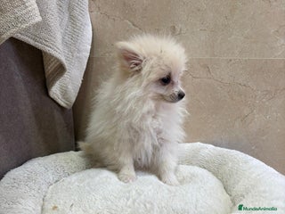 Pomerania perros Lulu pomerania toy - Anuncio 1