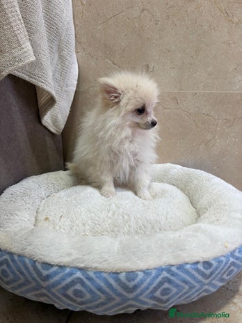 Pomerania perros Lulu pomerania toy - Anuncio 3