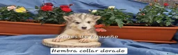 Alaskan Malamute perros en venta: Hembras de Alaskan Malamute  - Anuncio 5