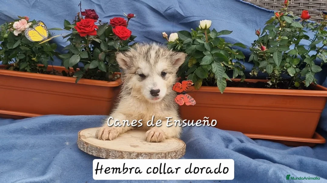 Alaskan Malamute perros en venta: Hembras de Alaskan Malamute  - Anuncio 5