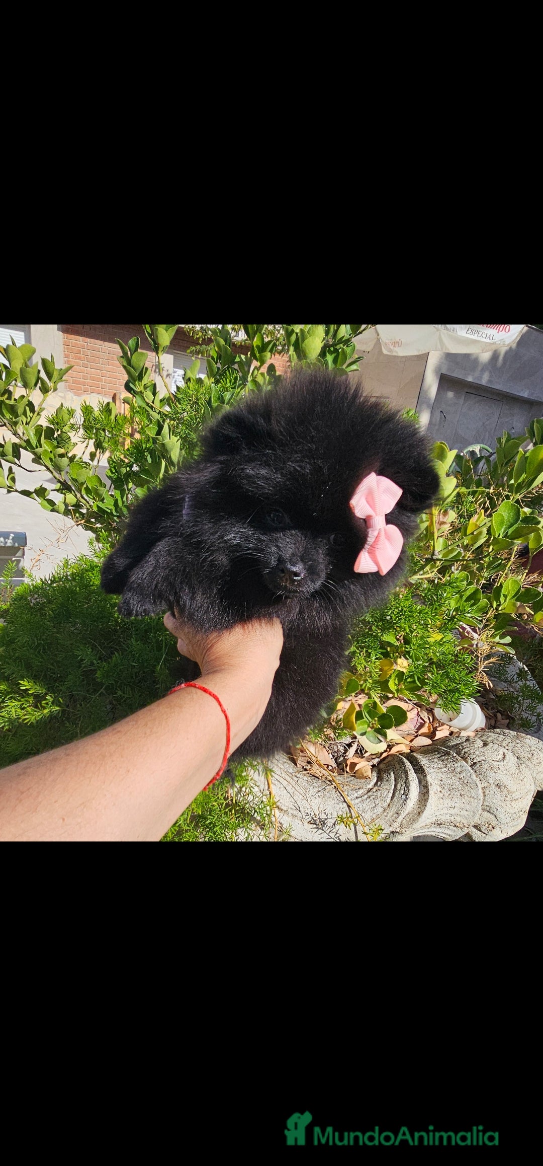 Pomerania perros en venta: Pomerania hembra  - Imagen 3