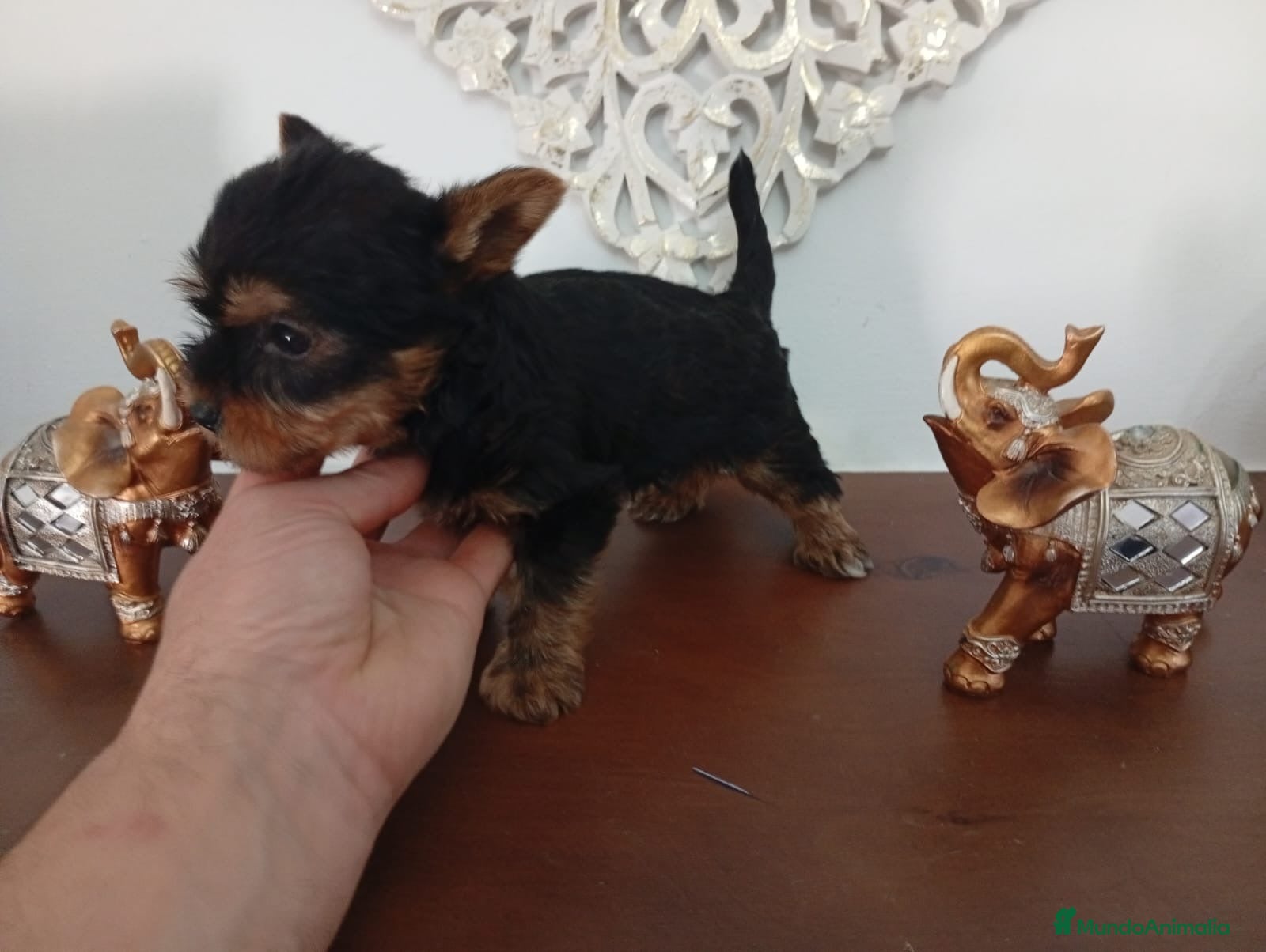 Yorkshire Terrier perros Yorkshire macho  - Anuncio 1