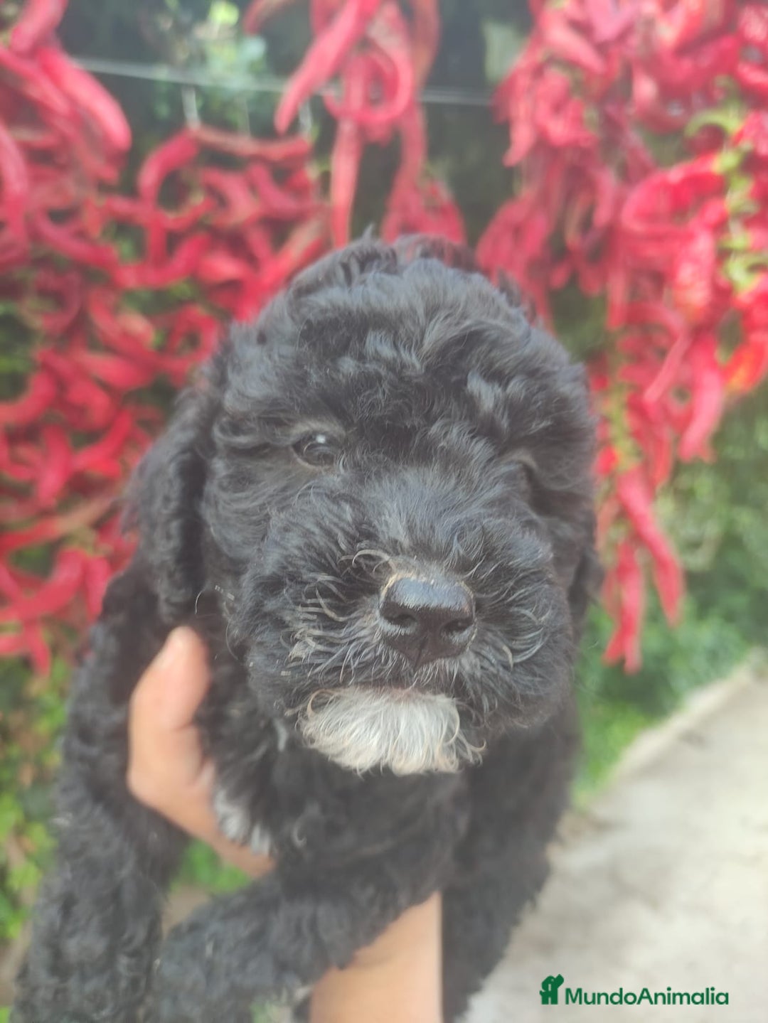 Perro de Agua Español perros en venta: Cachorros perros de agua - Imagen 4