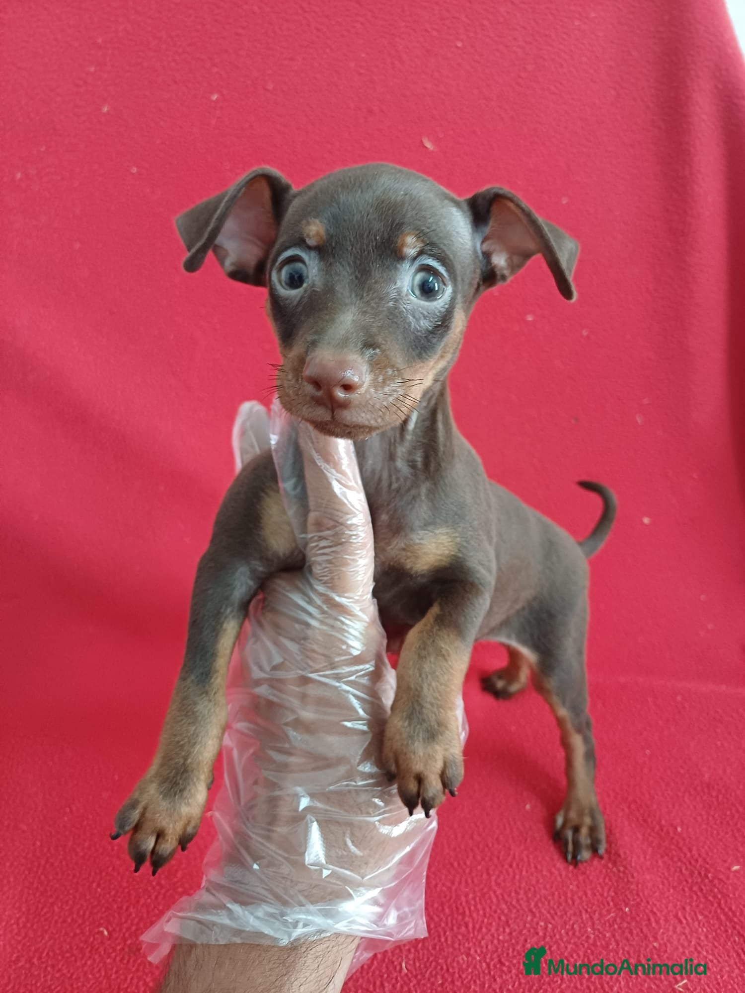 Pinscher Miniatura perros MiniPincher Chocolate  - Anuncio 2