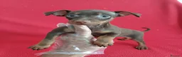 Pinscher Miniatura perros en venta: MiniPincher Chocolate  - Anuncio 1