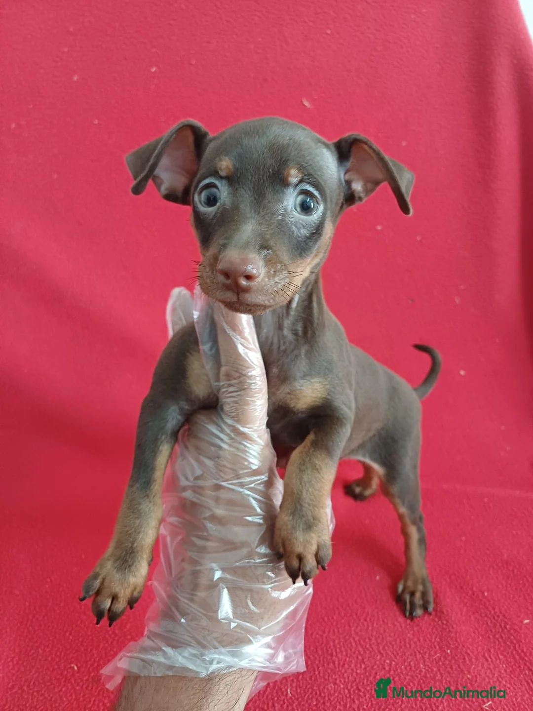 Pinscher Miniatura perros en venta: MiniPincher Chocolate  - Anuncio 1